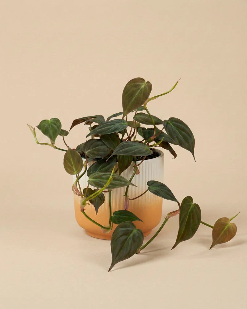 Philodendron micans • feey