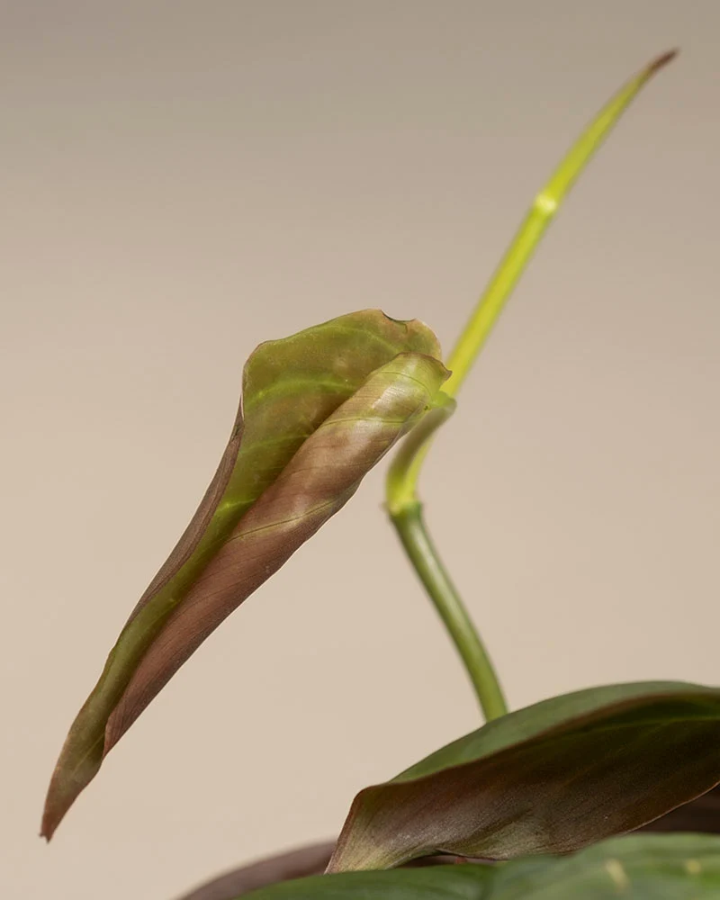 Philodendron micans • feey
