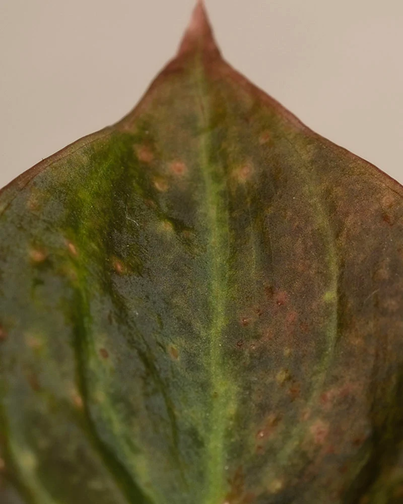 Philodendron micans • feey