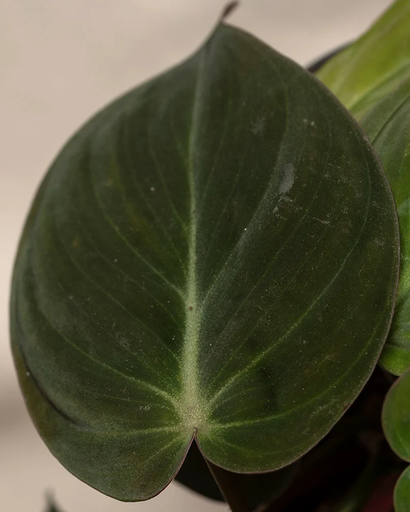 Philodendron micans • feey