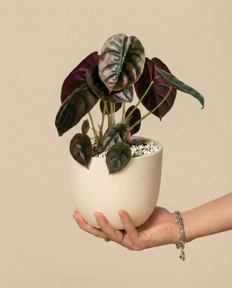 Alocasia 'Red Secret' • feey
