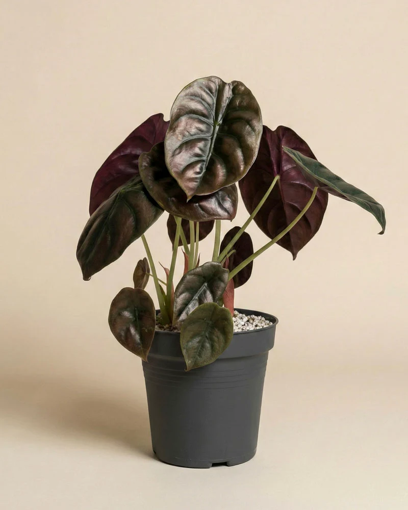 Alocasia 'Red Secret' • feey