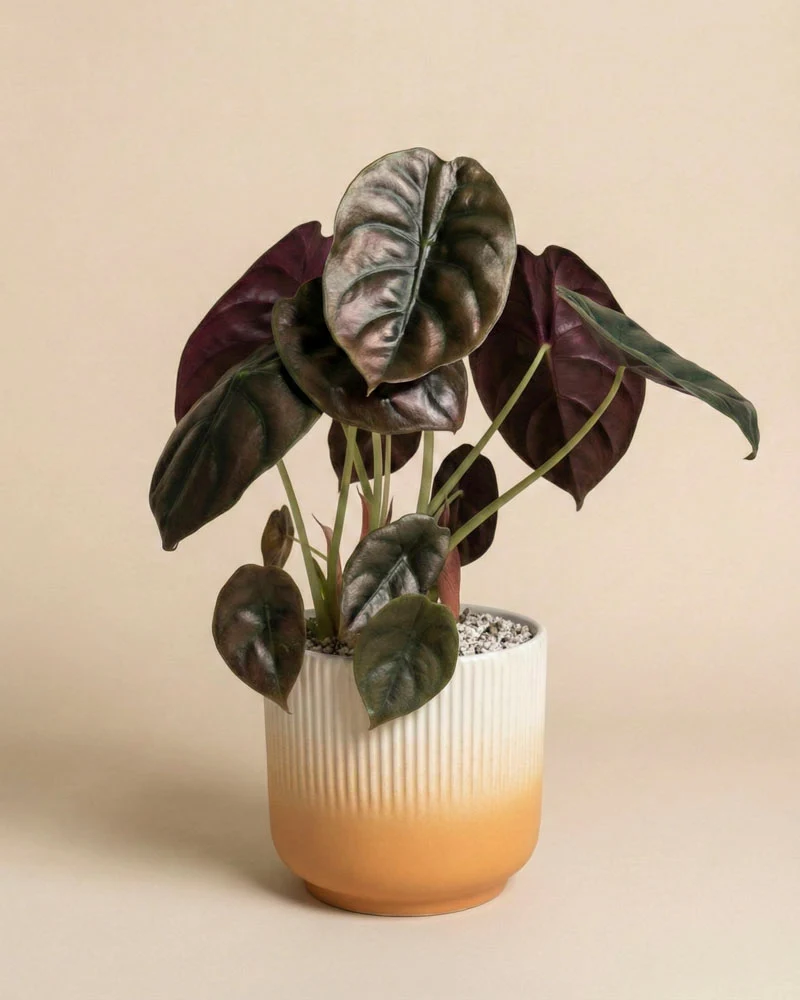 Alocasia 'Red Secret' • feey