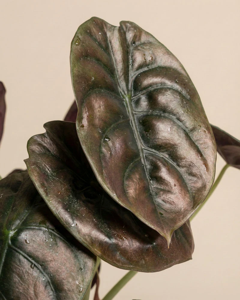 Alocasia 'Red Secret' • feey