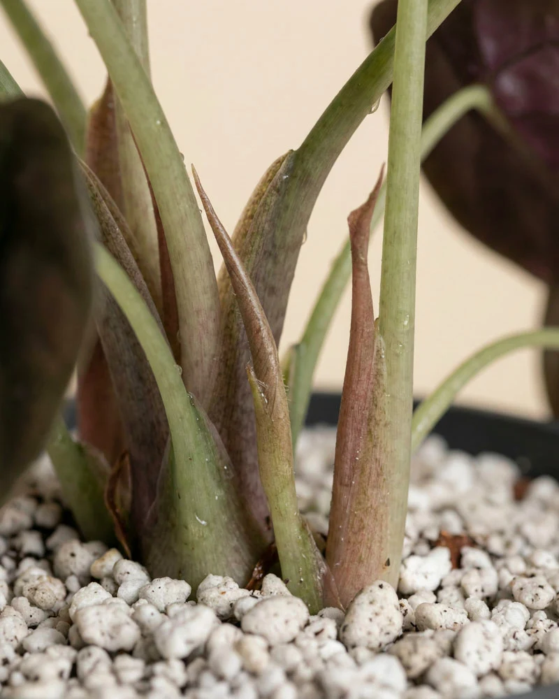 Alocasia 'Red Secret' • feey