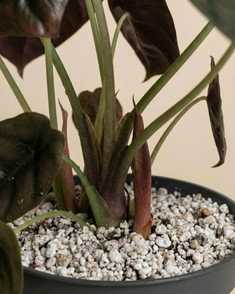 Alocasia 'Red Secret' • feey