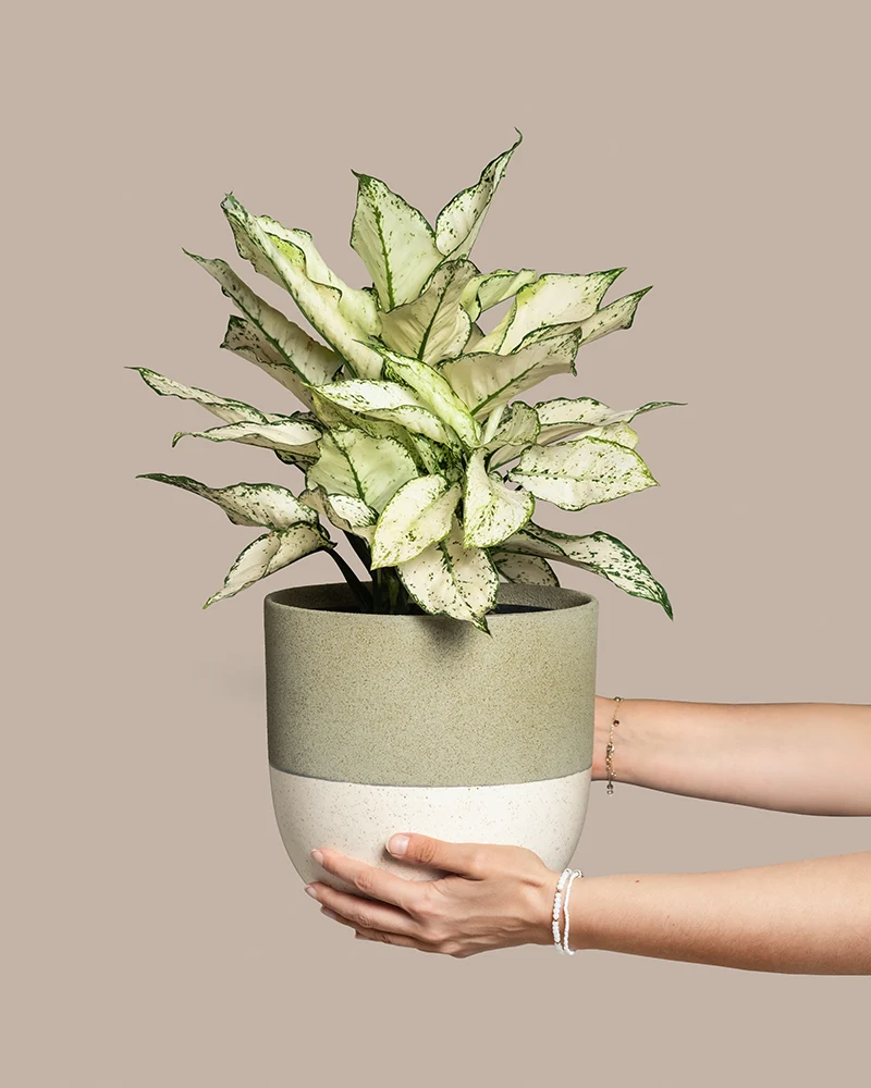 Große Aglaonema Kiwi