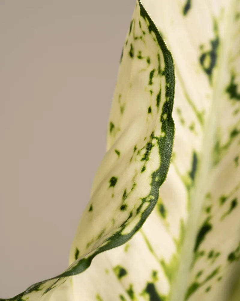 Große Aglaonema Kiwi