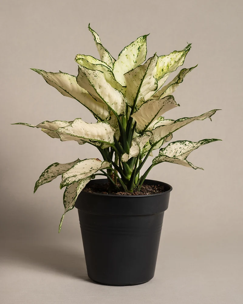 Große Aglaonema Kiwi
