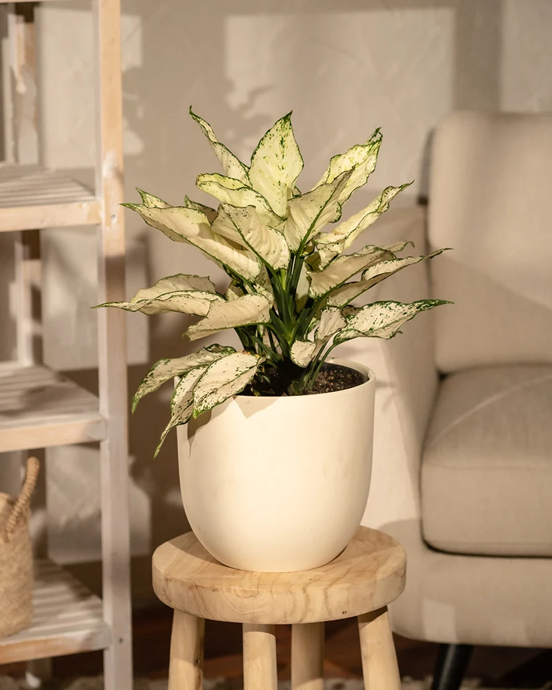 Große Aglaonema Kiwi