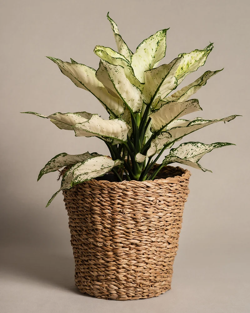 Große Aglaonema Kiwi