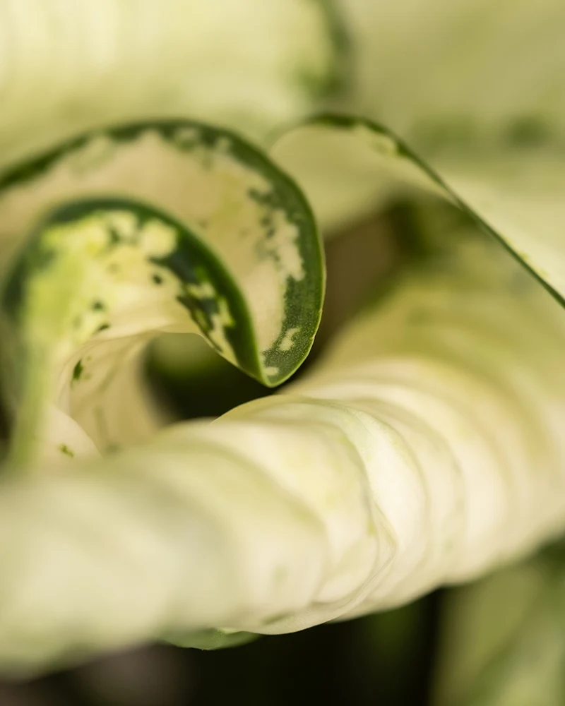 Große Aglaonema Kiwi