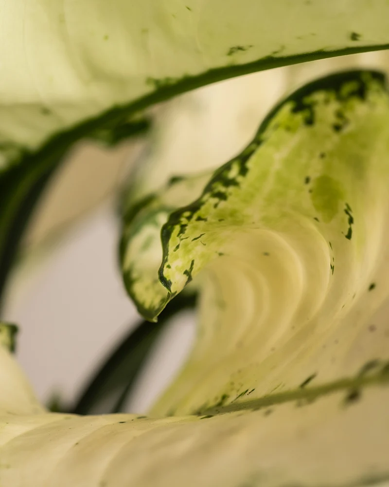 Große Aglaonema Kiwi