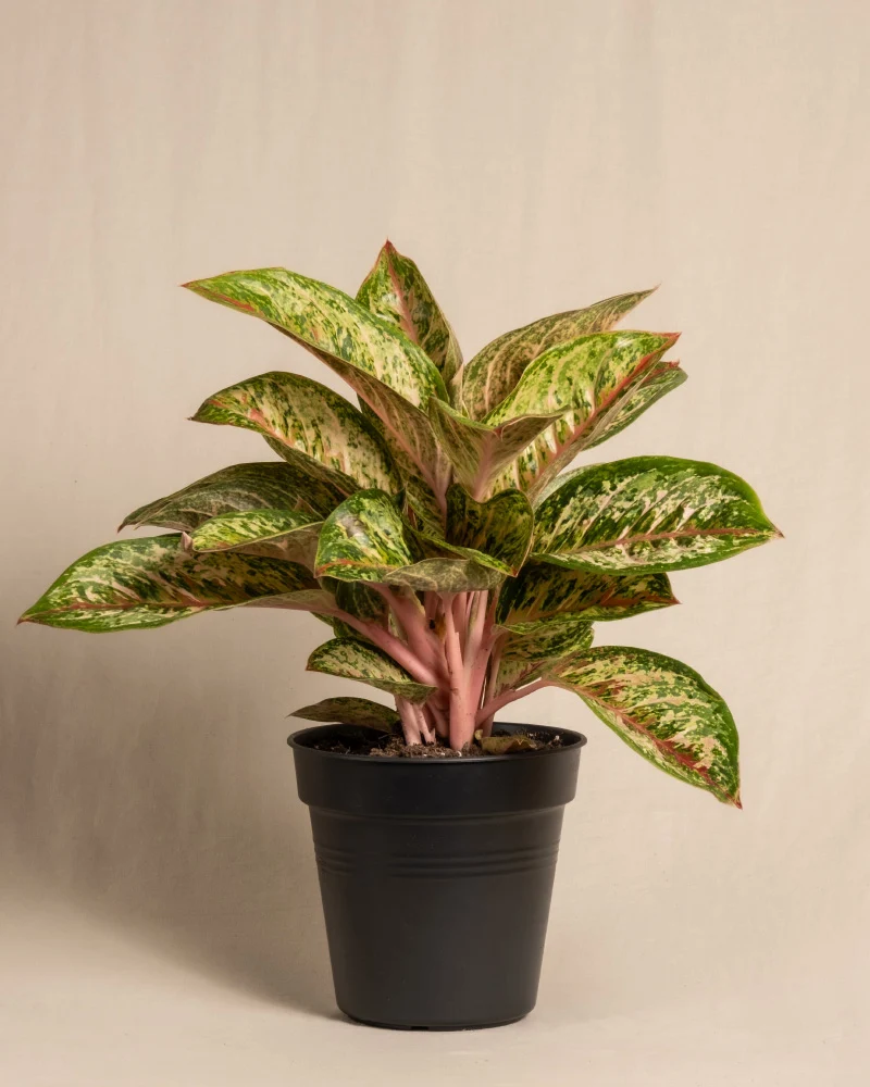 Aglaonema Painted Celebration
