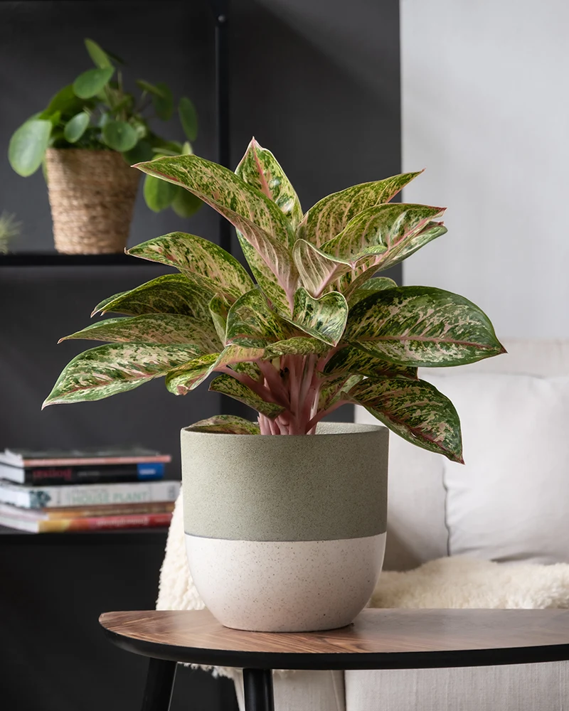 Aglaonema Painted Celebration