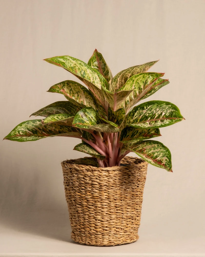 Aglaonema Painted Celebration