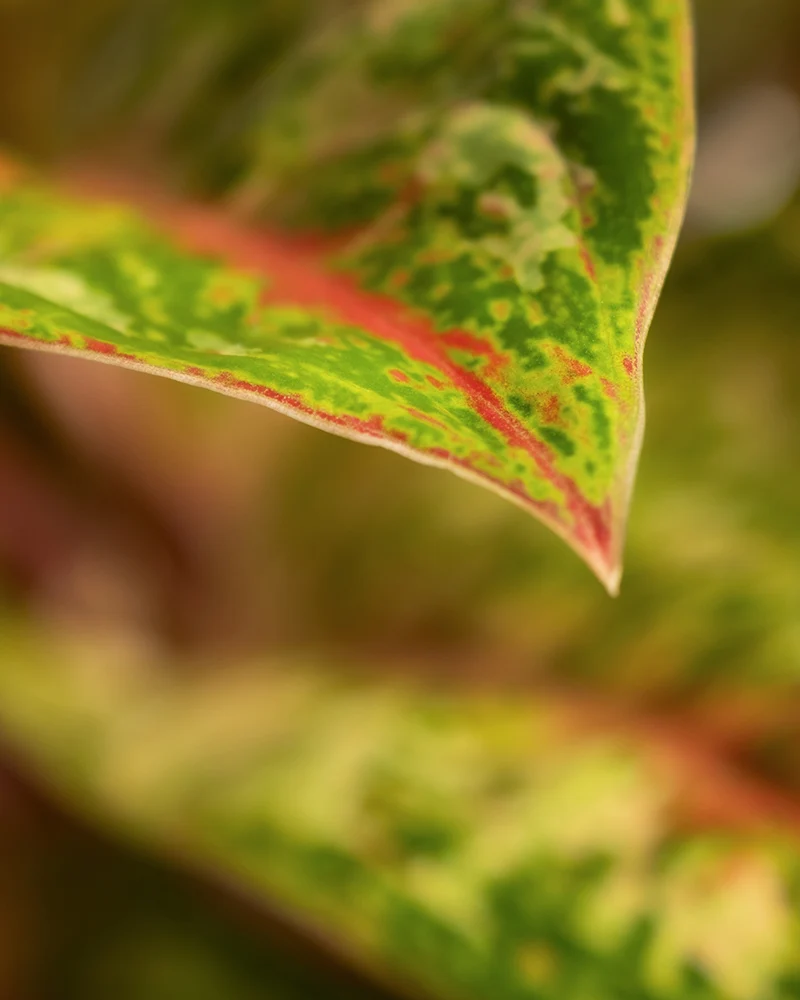 Aglaonema Painted Celebration