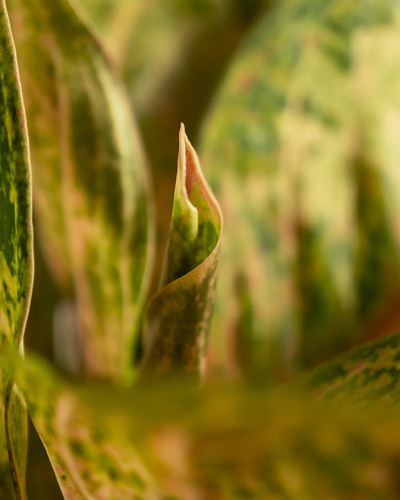 Aglaonema Painted Celebration