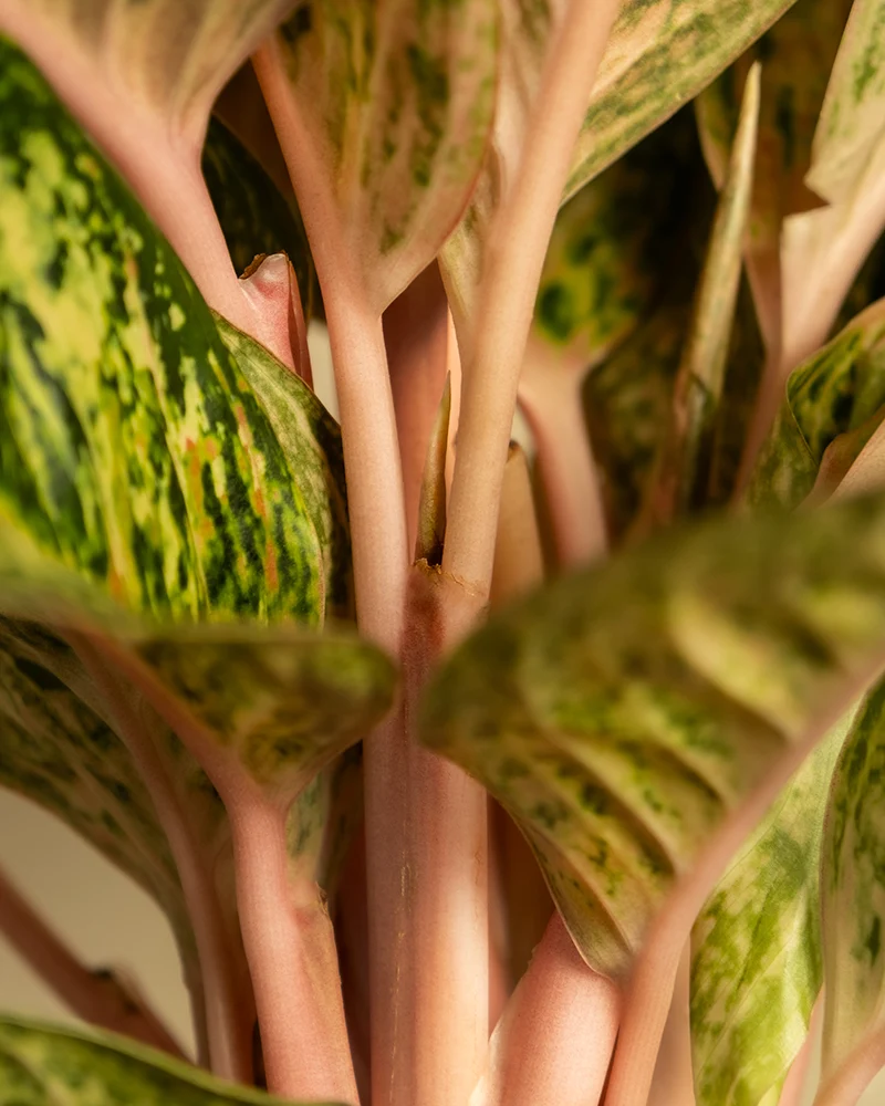 Aglaonema Painted Celebration
