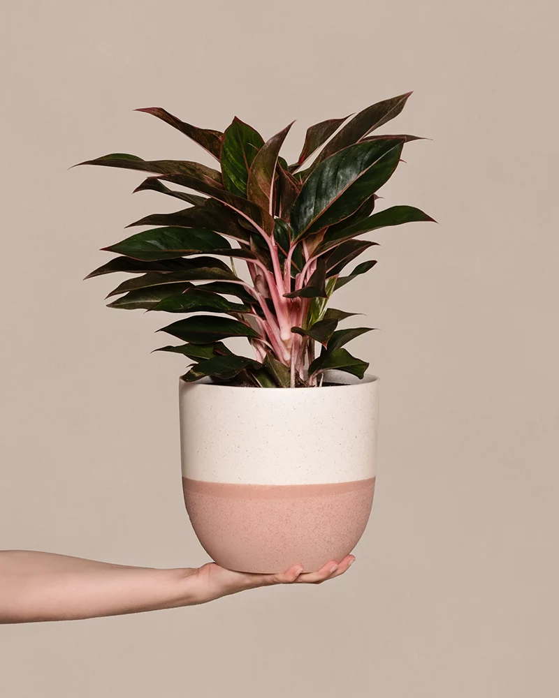 Große Aglaonema Jungle Red