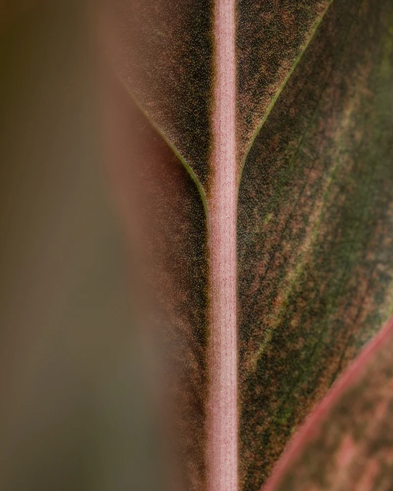 Große Aglaonema Jungle Red