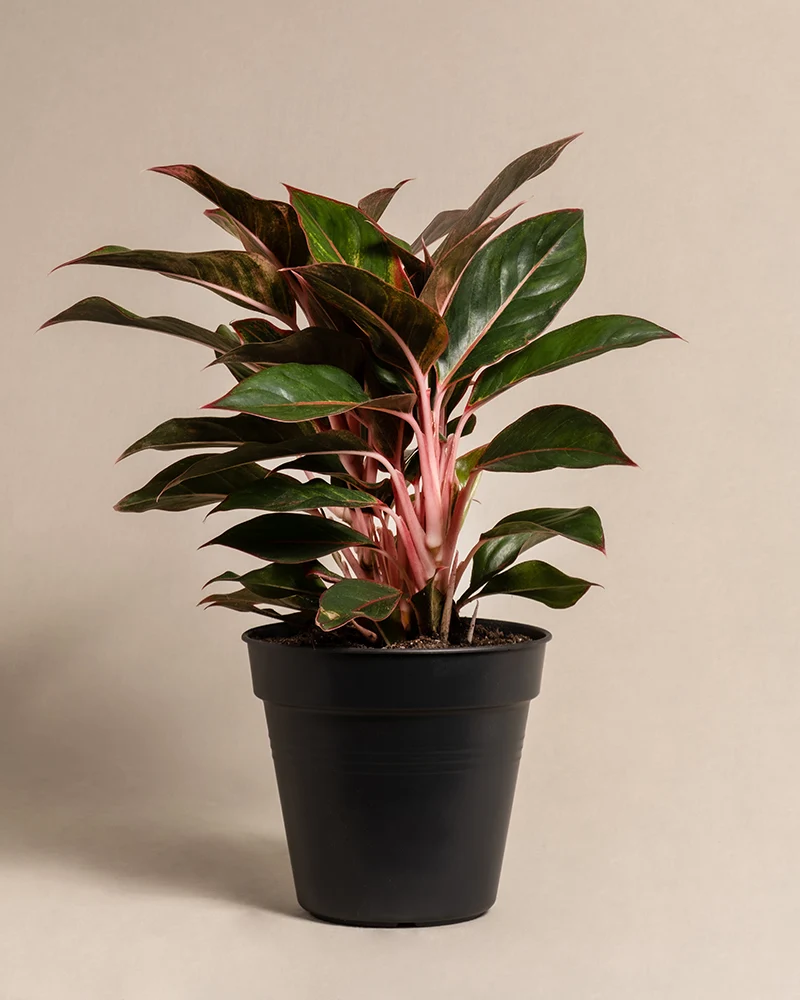 Große Aglaonema Jungle Red