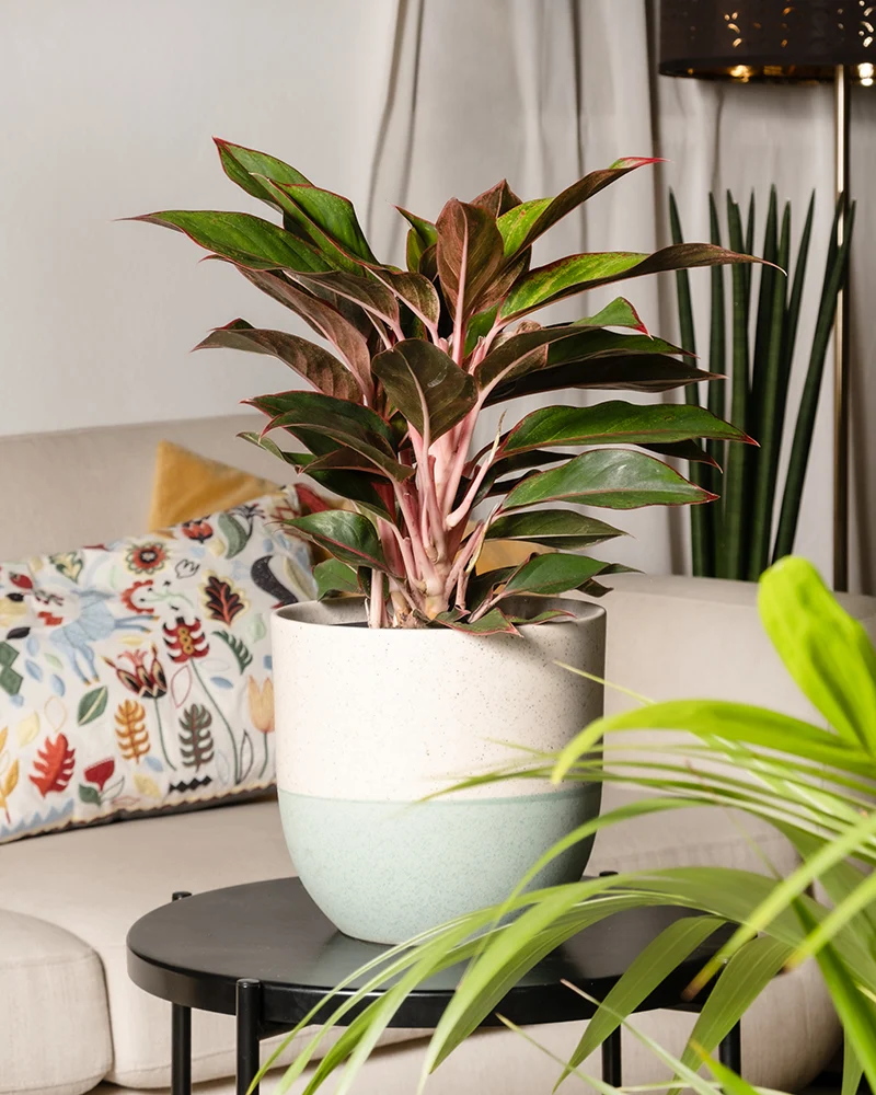 Große Aglaonema Jungle Red