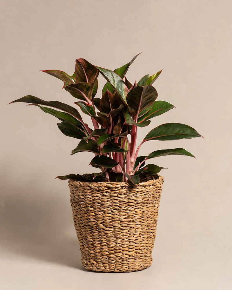 Große Aglaonema Jungle Red