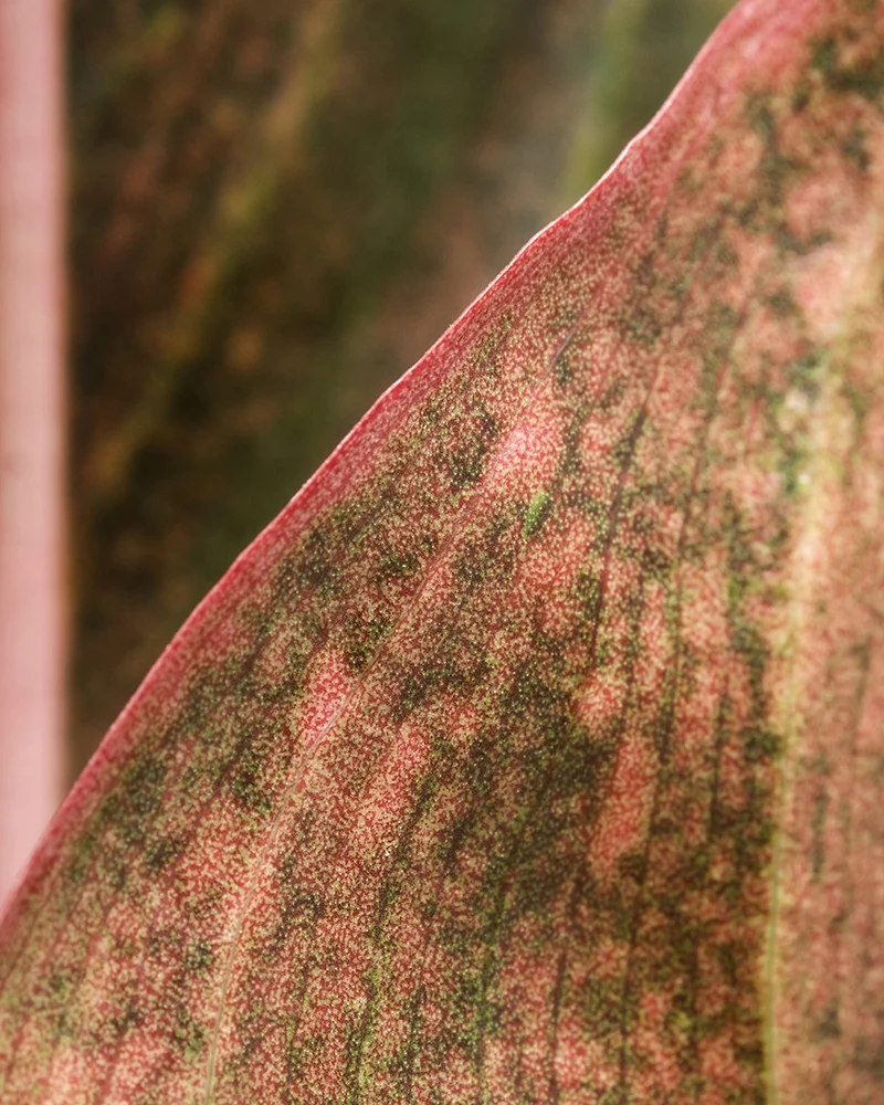 Große Aglaonema Jungle Red