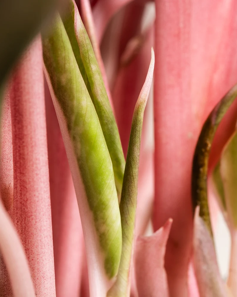 Große Aglaonema Jungle Red