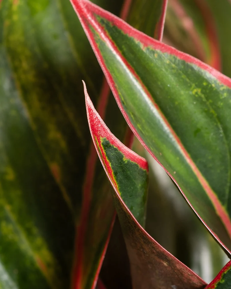 Große Aglaonema Jungle Red