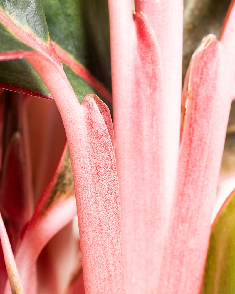 Große Aglaonema Jungle Red