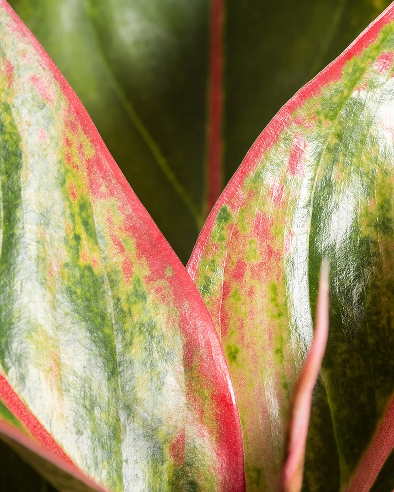 Große Aglaonema Jungle Red