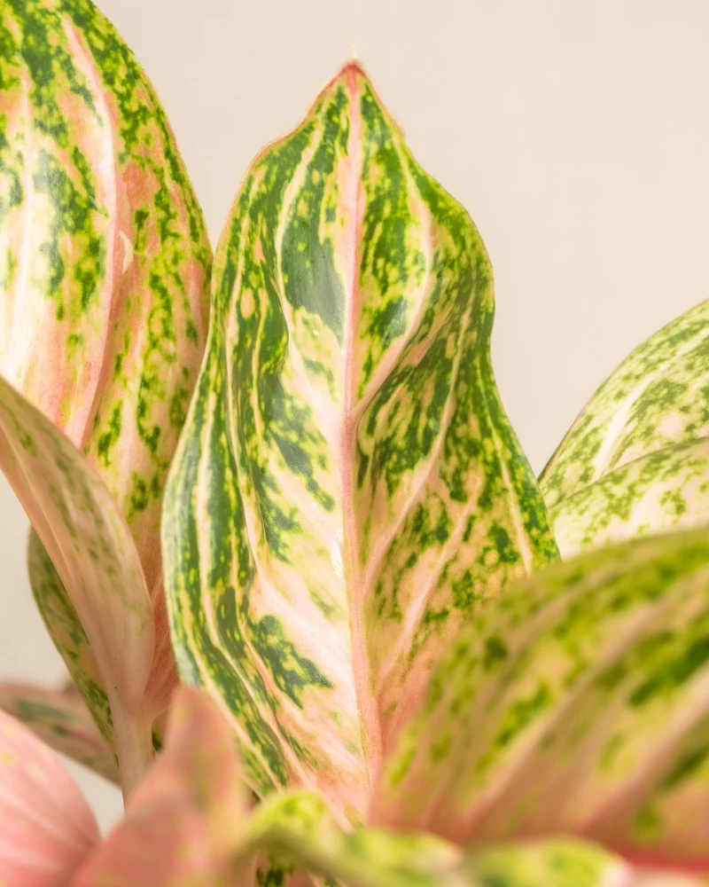Aglaonema Cocomelon