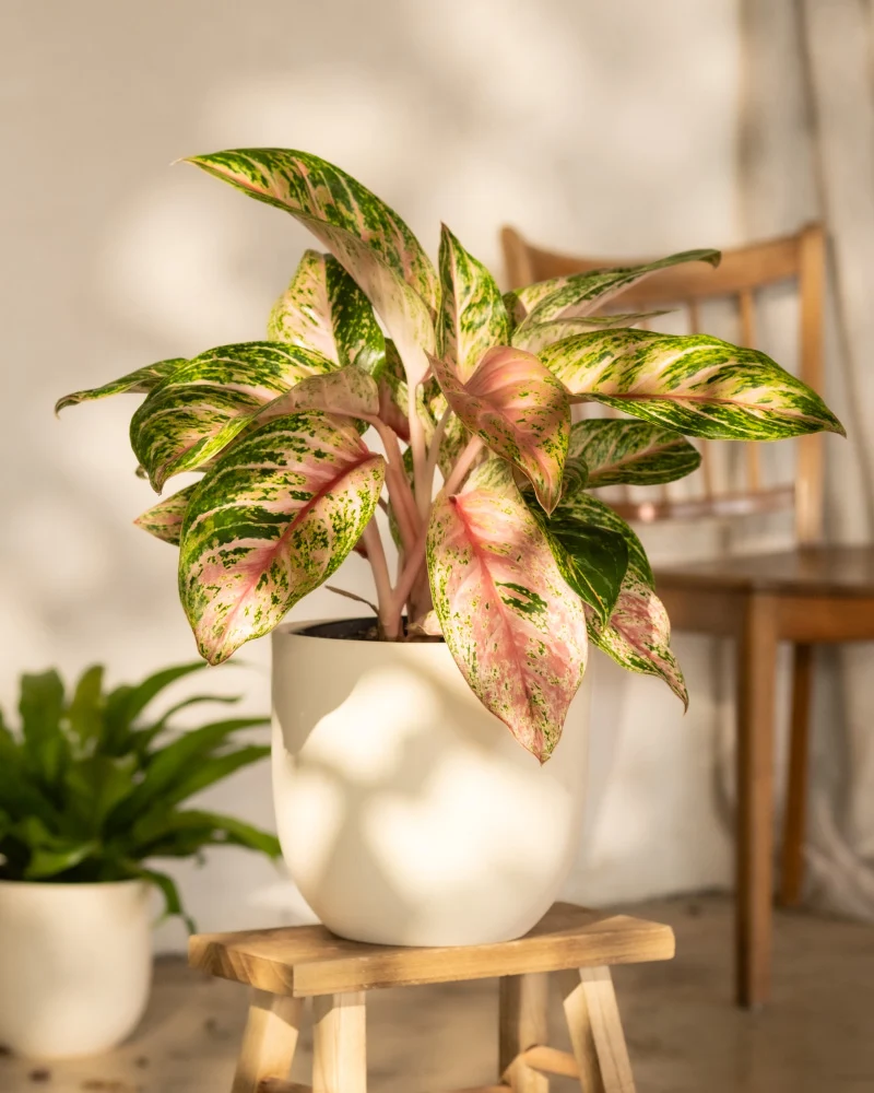 Aglaonema Cocomelon