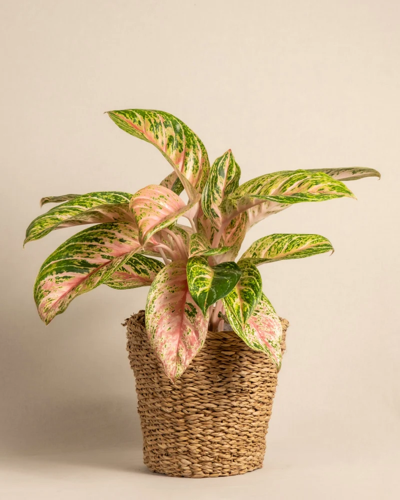 Aglaonema Cocomelon