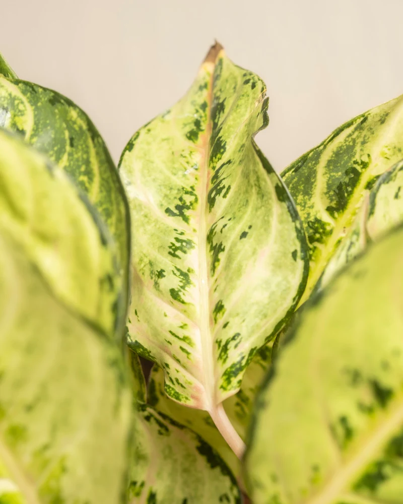 Aglaonema Chartreuse Pretty
