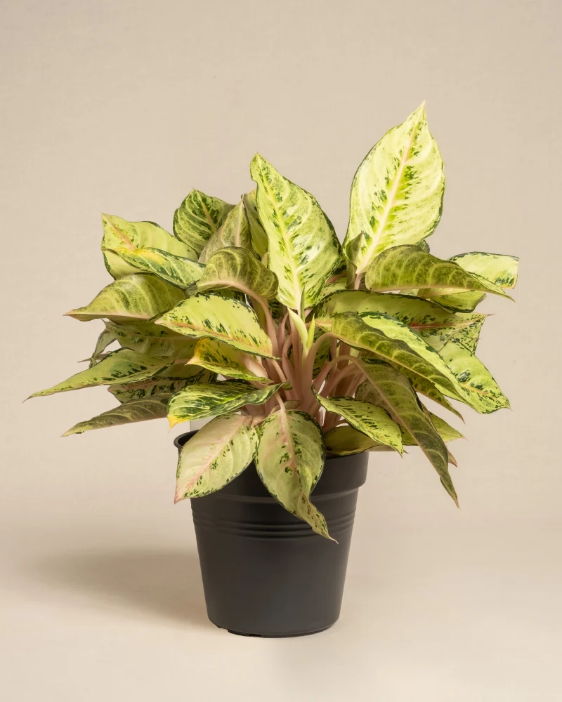 Aglaonema Chartreuse Pretty