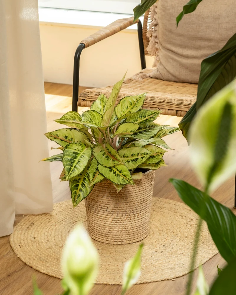 Aglaonema Chartreuse Pretty