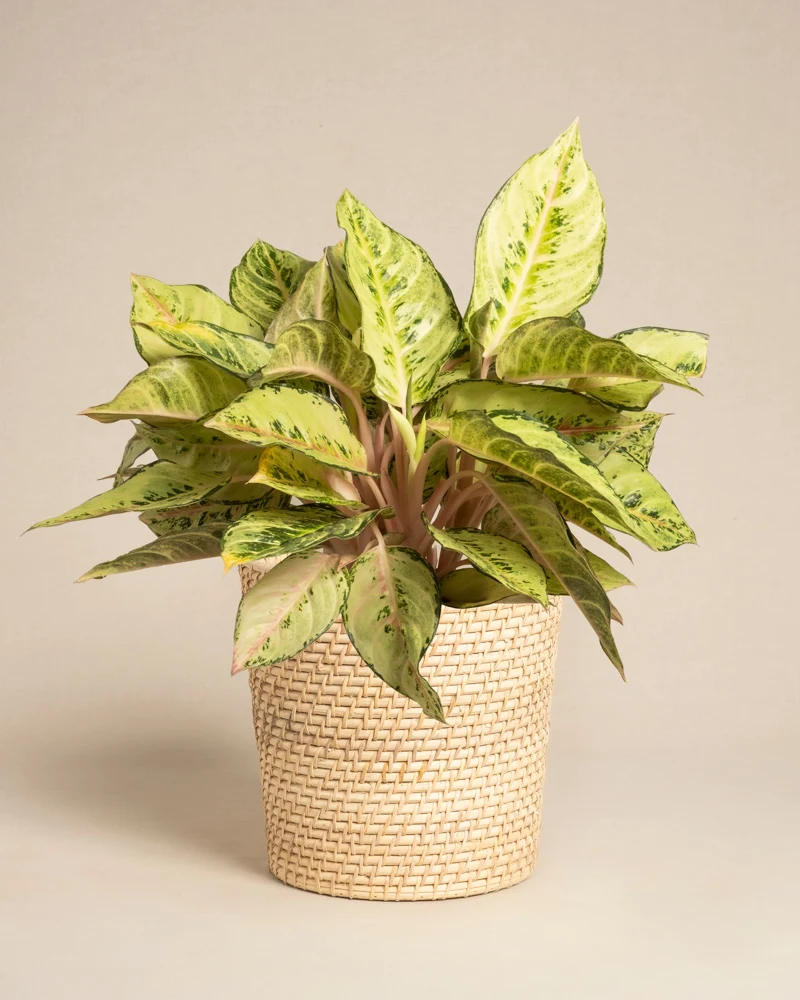 Aglaonema Chartreuse Pretty