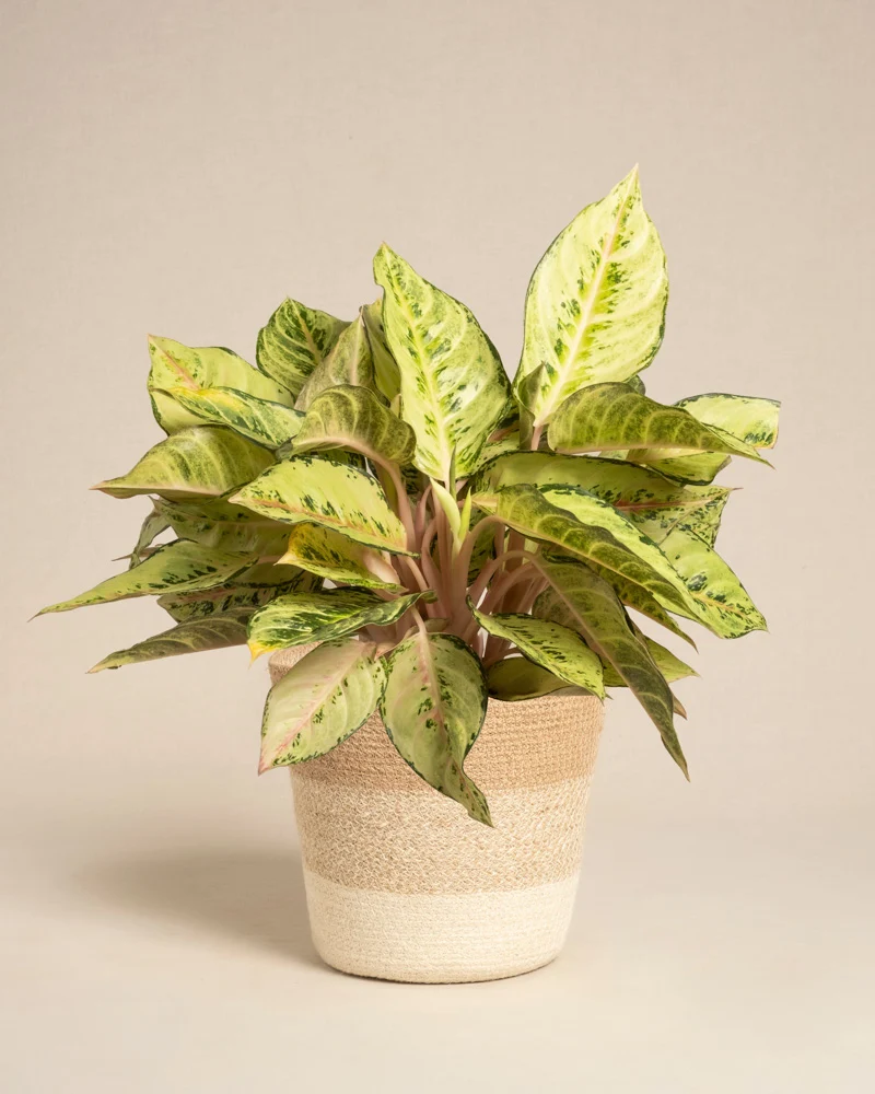 Aglaonema Chartreuse Pretty