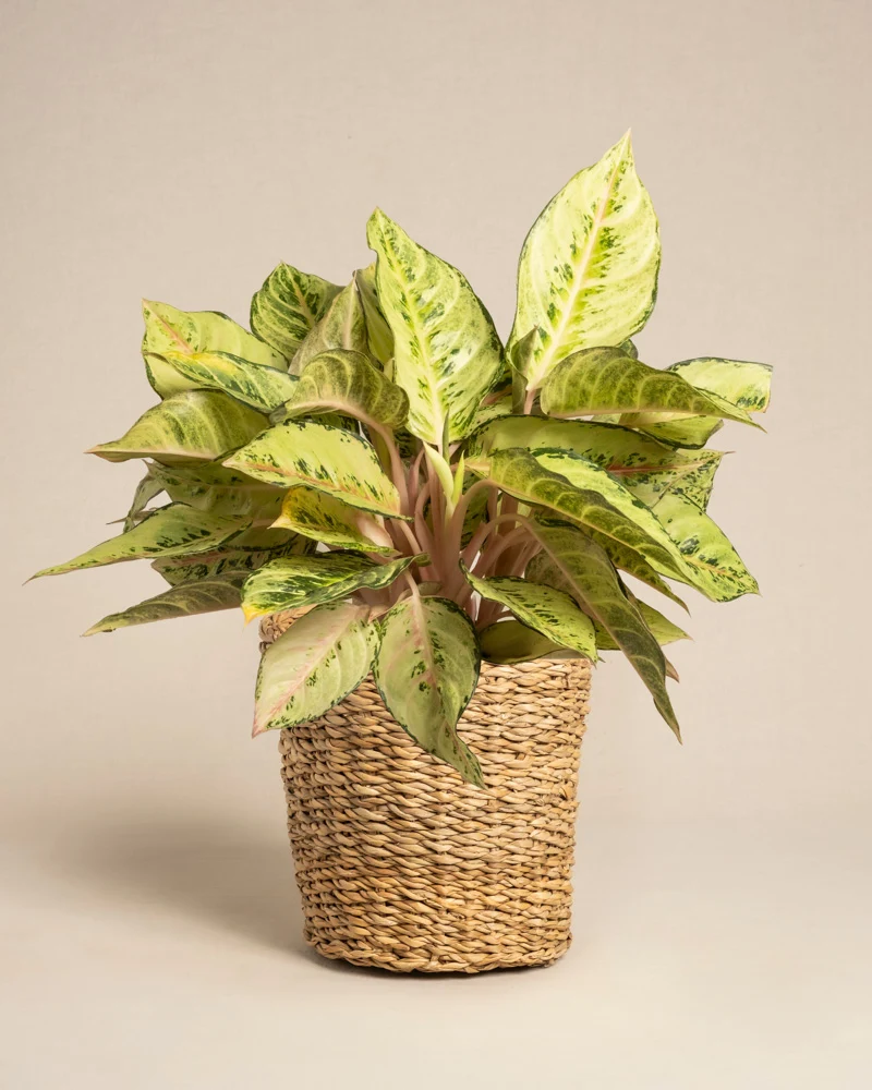 Aglaonema Chartreuse Pretty