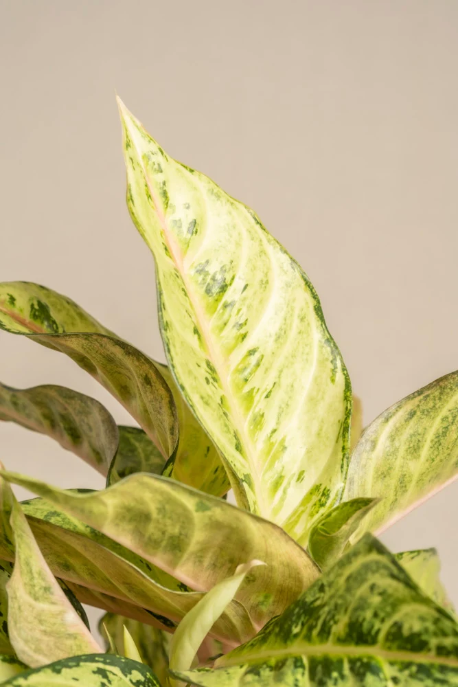 Aglaonema Chartreuse Pretty