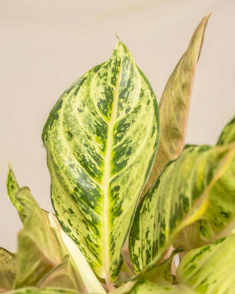 Aglaonema Chartreuse Pretty