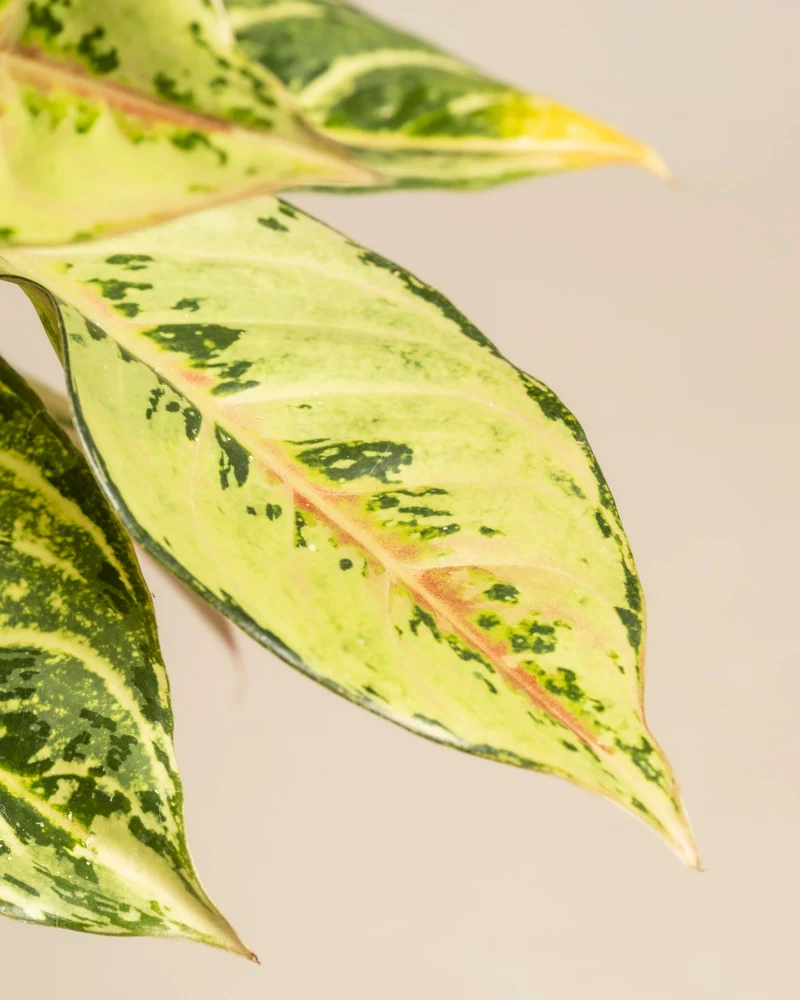 Aglaonema Chartreuse Pretty