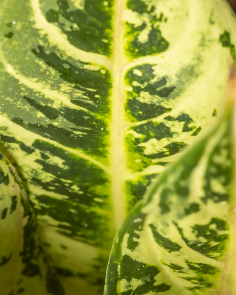 Aglaonema Chartreuse Pretty