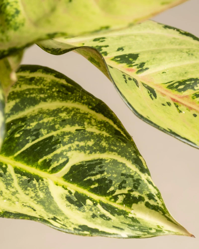 Aglaonema Chartreuse Pretty