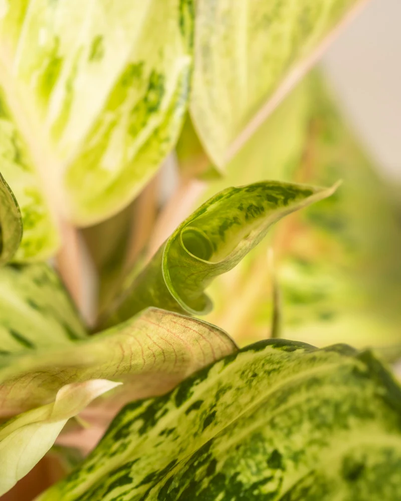 Aglaonema Chartreuse Pretty