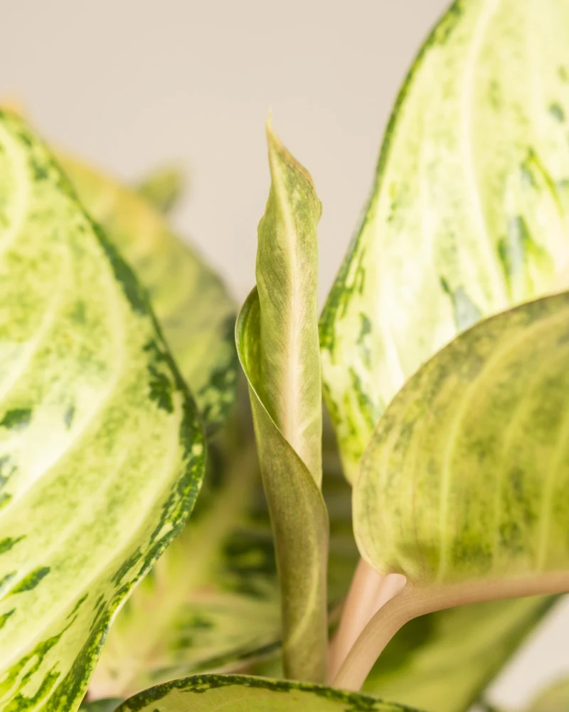 Aglaonema Chartreuse Pretty