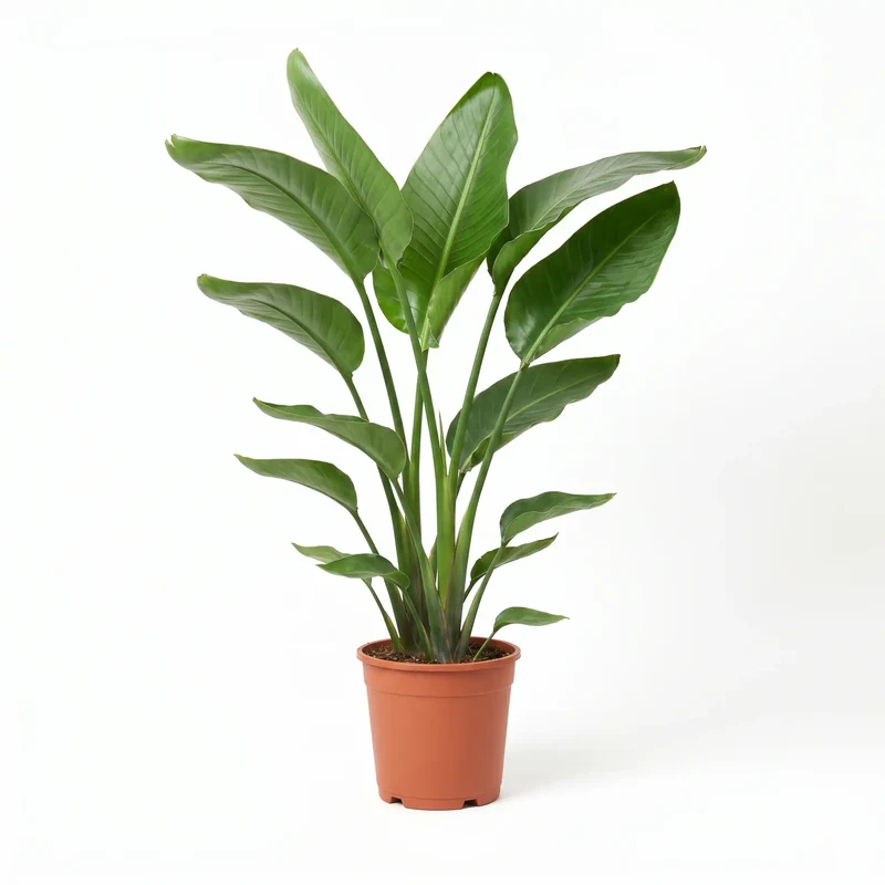 Strelitzia Nicolai